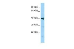FAM50A Rabbit anti-Human, Polyclonal, Novus Biologicals:Antibodies:Primary